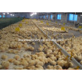 automatic broiler poultry farm equipment